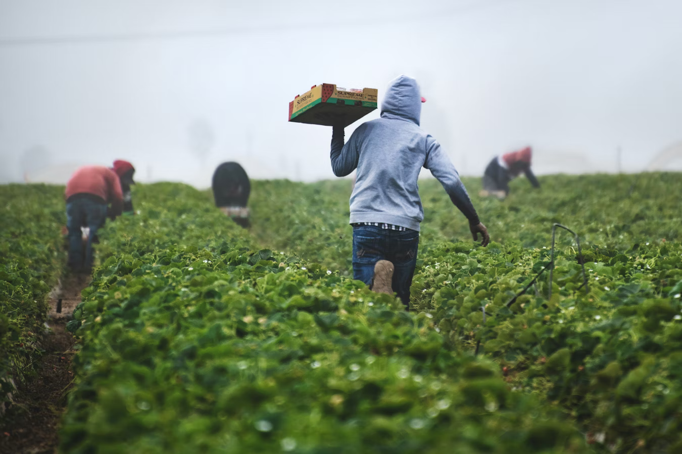 Farmers working together